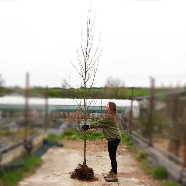 Bareroot Liquidambar 'Worplesdon' 8cm to 10cm girth Standard Tree