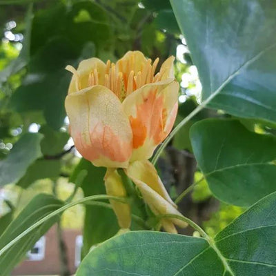 Tulip Tree Flower