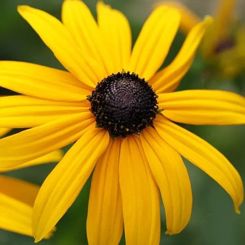 Little Gold Star Rudbeckia Flowers