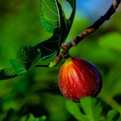 Little Miss Figgy Fig on the tree