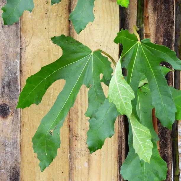 Little Miss Figgy Fig Leaf