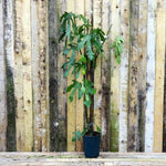 Little Miss Figgy Dwarf Fig Tree - 7 Litre Pot