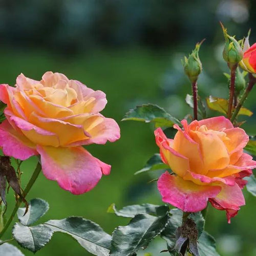 Little Sunset Shrub Rose Flowers