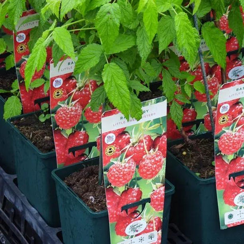 Littel sweet sister Raspberry Plants in 3L Pots