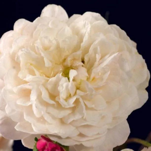 Little White Pet Shrub Rose Flowers