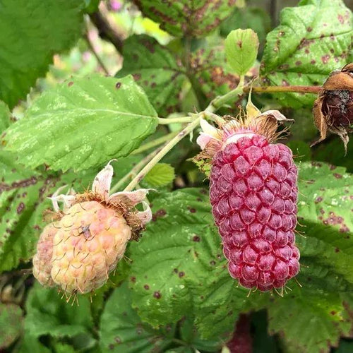 Loganberries on the bush