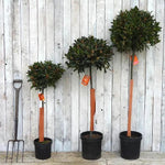 Lollipop Bay Trees Size Comparison: 100x35cm, 140x35cm and 160x40cm