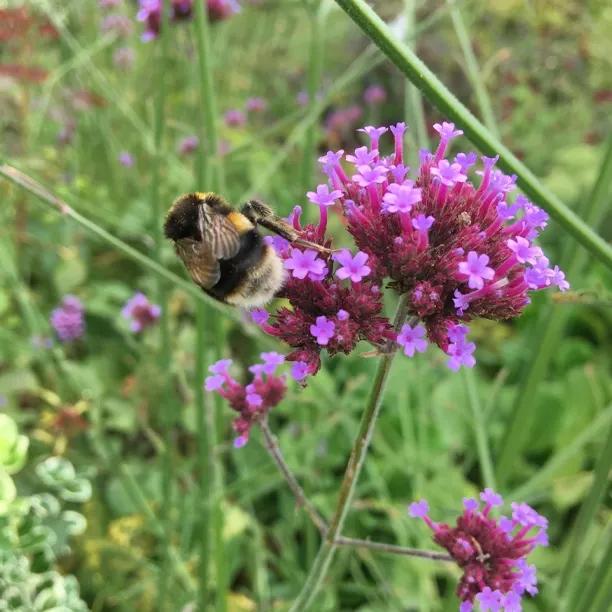 Lollipop Dwarf Vervain Flowers