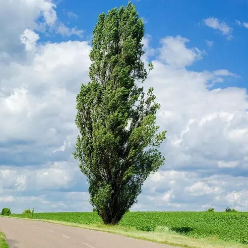 Mature Lombardy Poplar