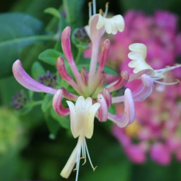 Americana Honeysuckle Flowers