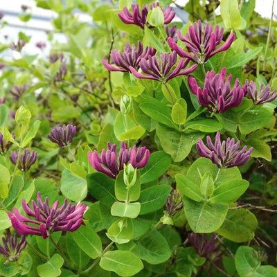 Lonicera Belgica Honeysuckle Flowers