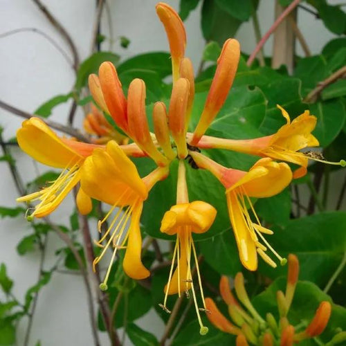 Copper Beauty Honeysuckle Flowers