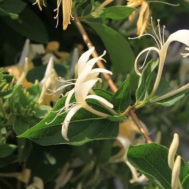 Creeping Japanese Honeysuckle Flowers