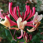 Dart's World Honeysuckle Flowers