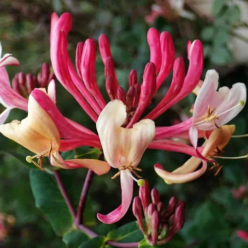 Dart's World Honeysuckle Flowers