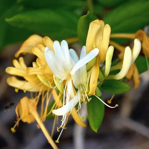Delavay Honeysuckle Flowers