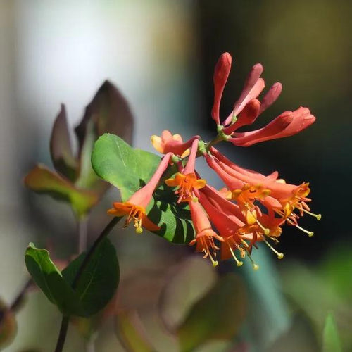 Dropmore Scarlet Honeysuckle Flowers