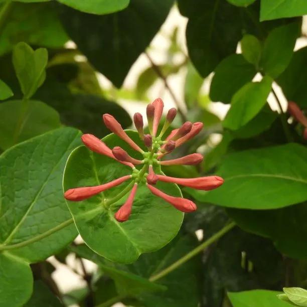 Dropmore Scarlet Honeysuckle Flowers
