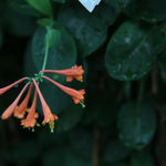 Dropmore Scarlet Honeysuckle Flowers