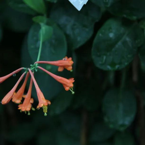 Dropmore Scarlet Honeysuckle Flowers