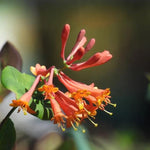 Dropmore Scarlet Honeysuckle Flowers