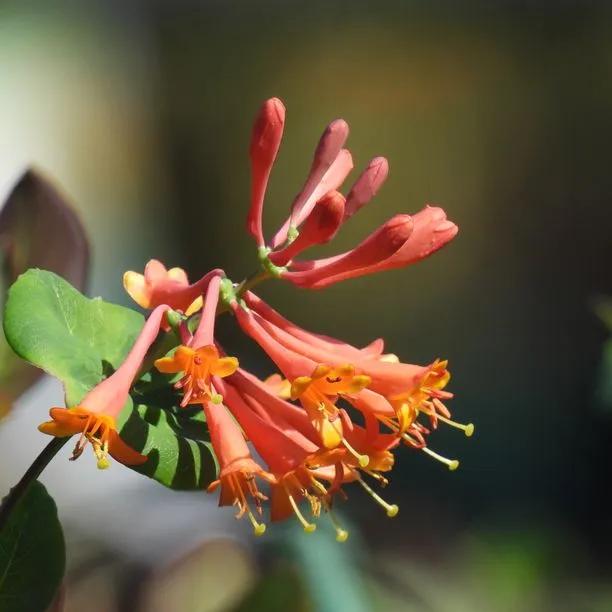Dropmore Scarlet Honeysuckle Flowers