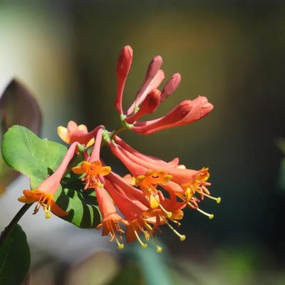 Dropmore Scarlet Honeysuckle Flowers