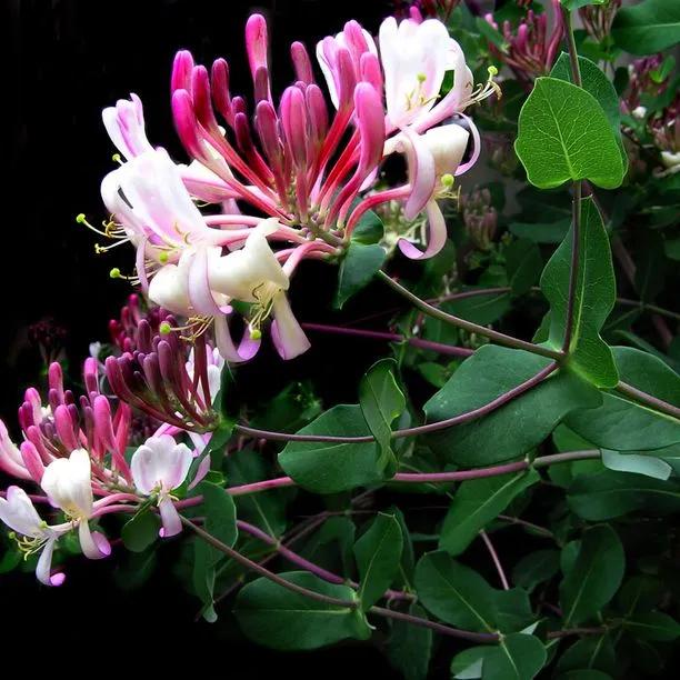 Fragrant Cloud Honeysuckle Flowers