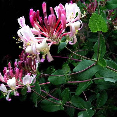 Fragrant Cloud Honeysuckle Flowers