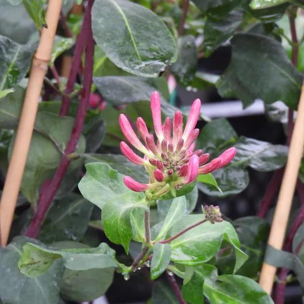 Fragrant Cloud Honeysuckle Flowers