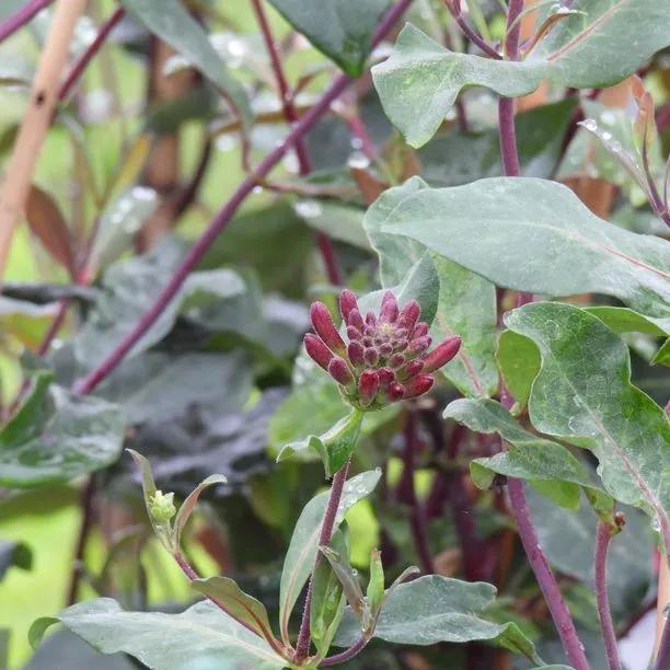 Fragrant Cloud Honeysuckle Flowers