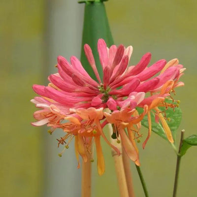 Goldflame Honeysuckle Flowers