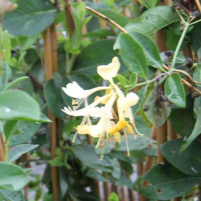 Graham Thomas Honeysuckle Flowers
