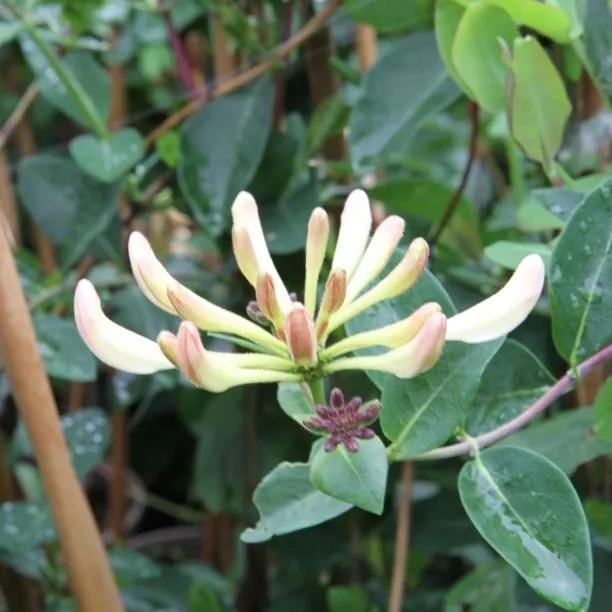 Graham Thomas Honeysuckle Flowers