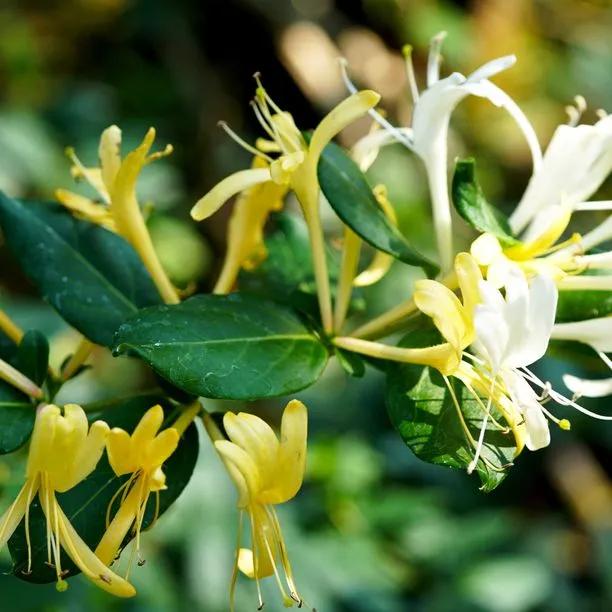 Lonicera Halliana Honeysuckle Flowers