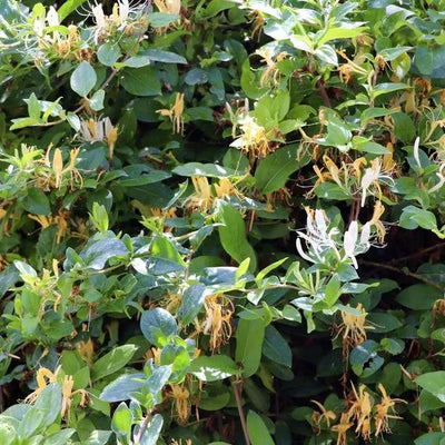 Lonicera Halliana Honeysuckle Flowers
