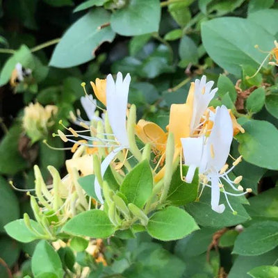 Hall's Prolific Japanese Honeysuckle Flowers