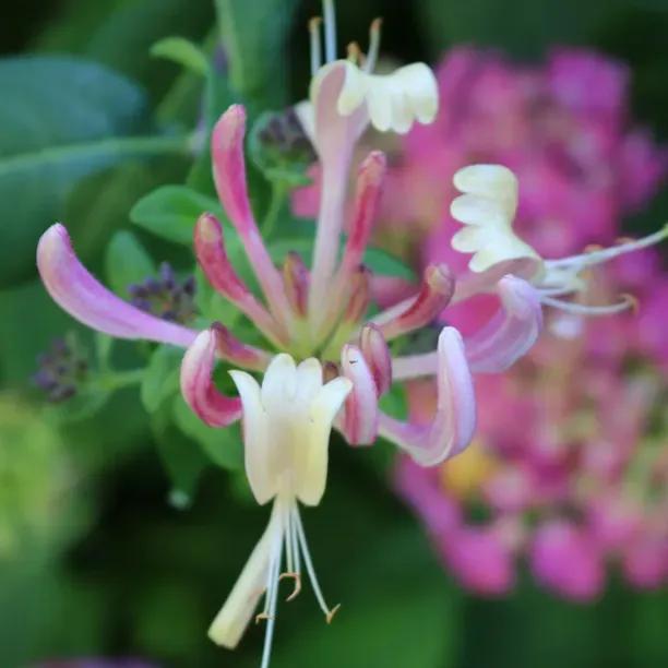 Dark Reddish Purple flowers of Henry's Honeysuckle