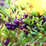 Shrub Honeysuckle berries Lonicera ligustrina