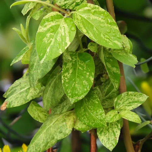 Lonicera Mint Crisp Variegated Honeysuckle Leaves