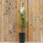 Mint Crisp Honeysuckle Plant in 3 Litre Pot