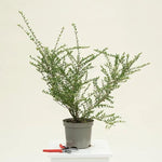 Shrub honeysuckle Plant in 3 Litre Pot