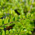 Shrub Honeysuckle evergreen leaves