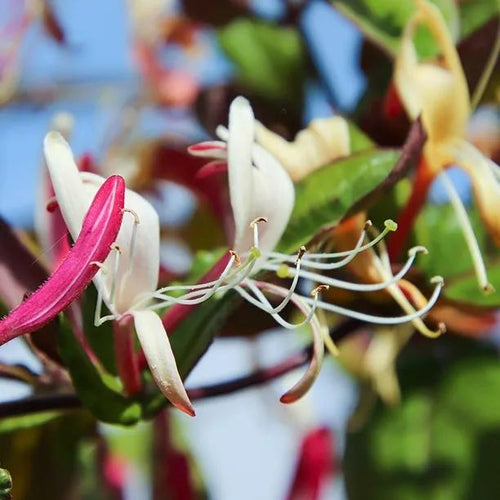 Princess Kate Honeysuckle Flowers