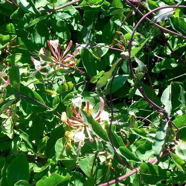 Purple Honeysuckle Flowers