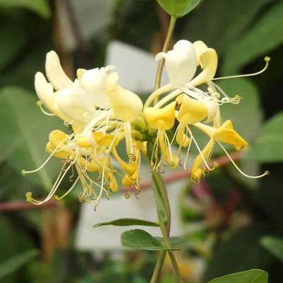 Scentsation Honeysuckle Flowers