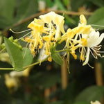 Scentsation Honeysuckle Flowers