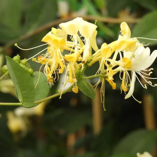 Scentsation Honeysuckle Flowers