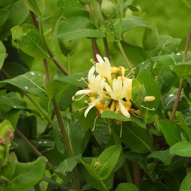 Scentsation Honeysuckle Flowers