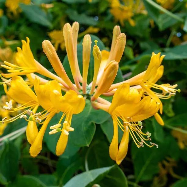 Tellmanns Honeysuckle Flowers